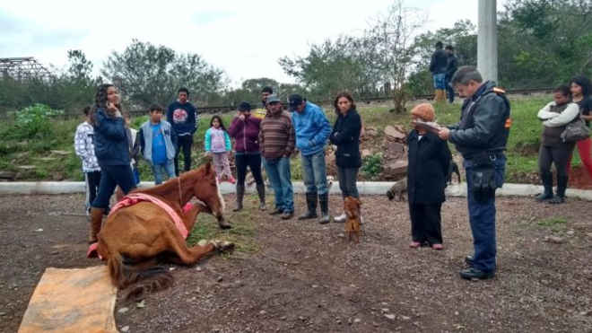 Cavalo vítima de maus-tratos é resgatado na Vila Schirmer, em Santa Maria, RS