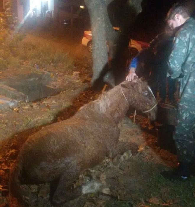 Cavalo cai em bueiro e é resgatado após quatro horas em Santana do Livramento, RS