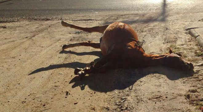 Cavalo morre após ser atropelado em Araranguá, SC