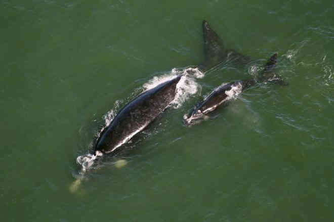 Turismo embarcado de observação de baleias em Santa Catarina não será liberado em 2017