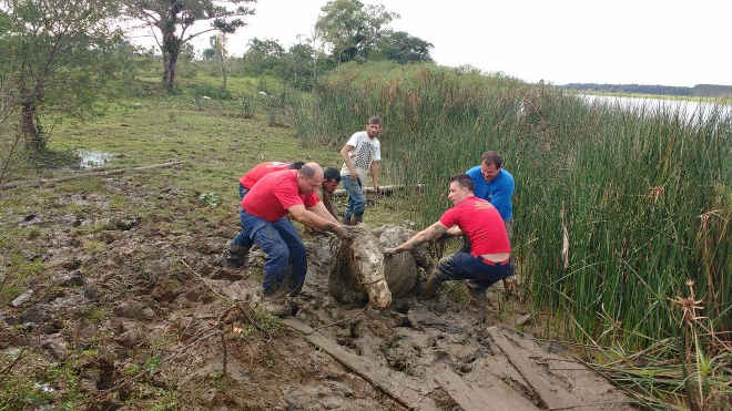 Bombeiros levam três horas para resgatar cavalo atolado em lama em SC