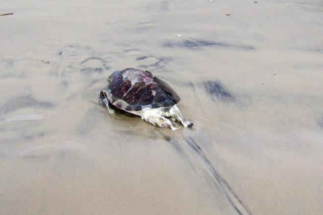 Morador de Barra Velha (SC) encontra cinco tartarugas na praia em dois dias