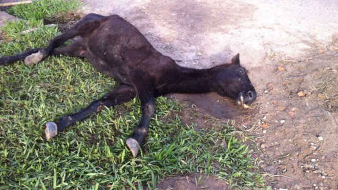 Cavalo vítima de maus-tratos não resiste e morre na Cohab Tancredo Neves, em Joinville, SC