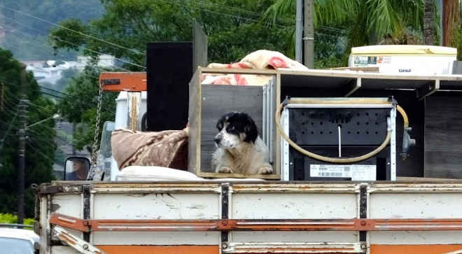 Enchentes: Prefeitura de Rio do Sul (SC) pede para que moradores não abandonem seus animais