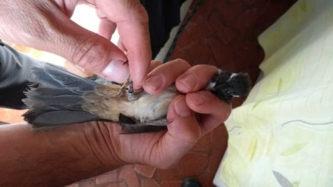 Polícia Ambiental resgata pássaros mantidos ilegalmente em cativeiro em Santa Cruz do Rio Pardo, SP