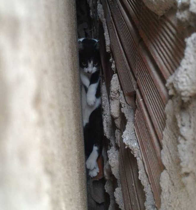 Bombeiros resgatam gato ‘entalado’ entre muros de casas em São Sebastião, SP