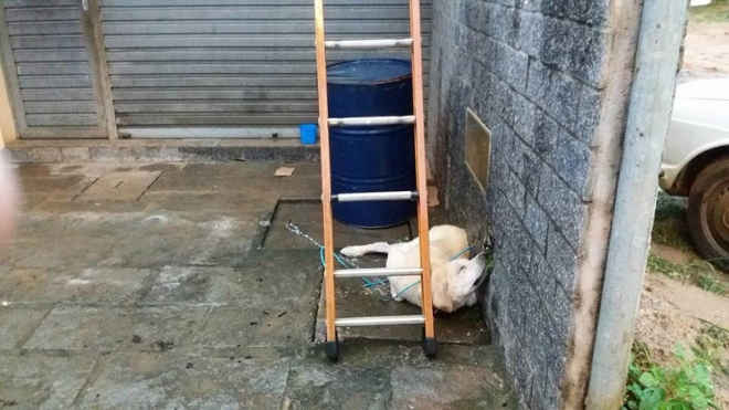 Labrador acorrentado morre eletrocutado em Amparo, distrito de Nova Friburgo, RJ
