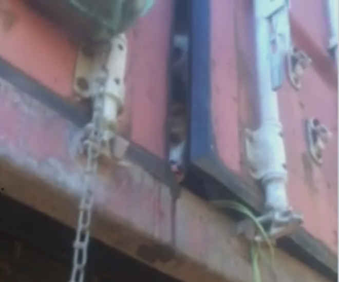 Após denúncias em redes sociais, ONG de Campinas (SP) localiza animais presos em container