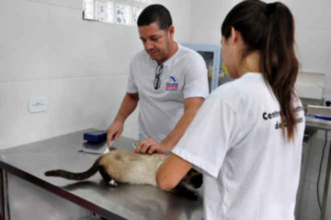 CCZ de Caraguatatuba (SP) encaminha 1.100 animais para castração