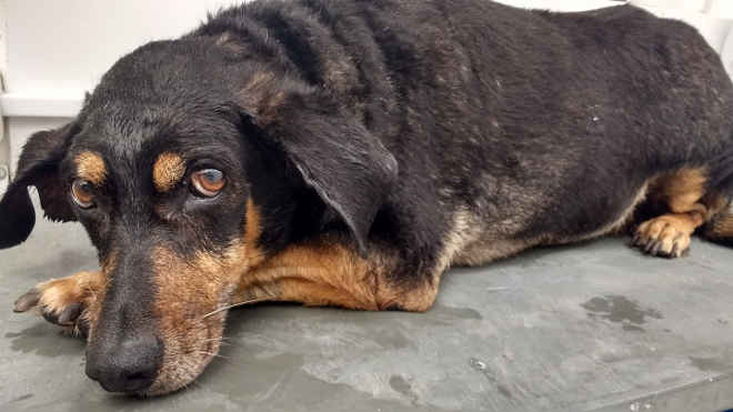 Cão resgatado no córrego procura tutor em Franca, SP