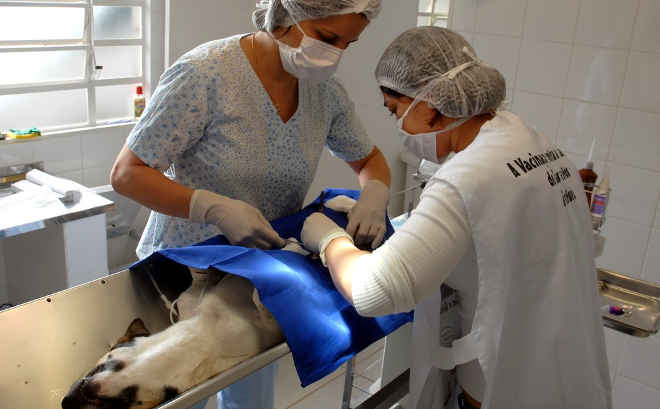 Controle de Zoonoses de Guarujá (SP) irá castrar 400 animais gratuitamente