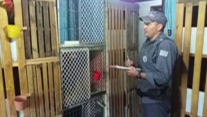 Polícia Ambiental flagra rinha de galos e multa tutor em 99 mil reais, em Itaquaquecetuba, SP