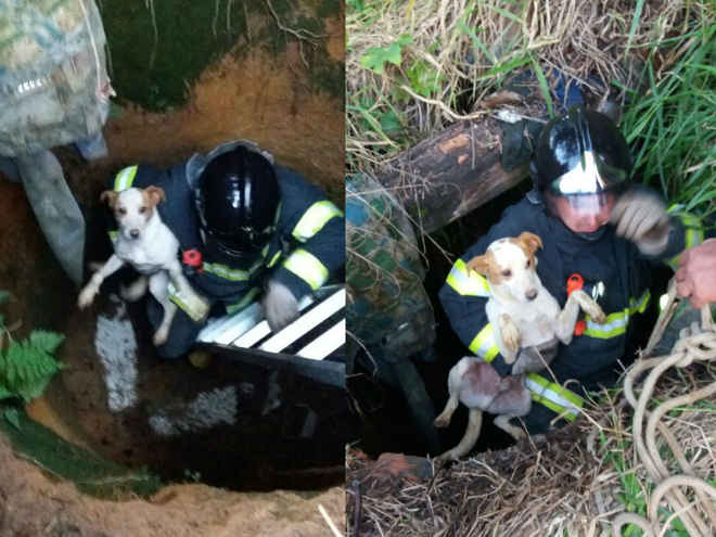 Cachorros caem em fossa desativada e são resgatados por bombeiros em Mairinque, SP