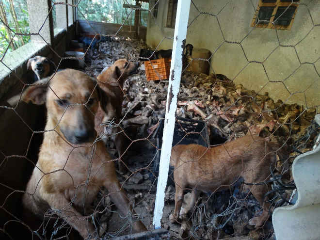 Vigilância Sanitária resgata 12 cães com sinais de maus-tratos em sítio de Piedade, SP