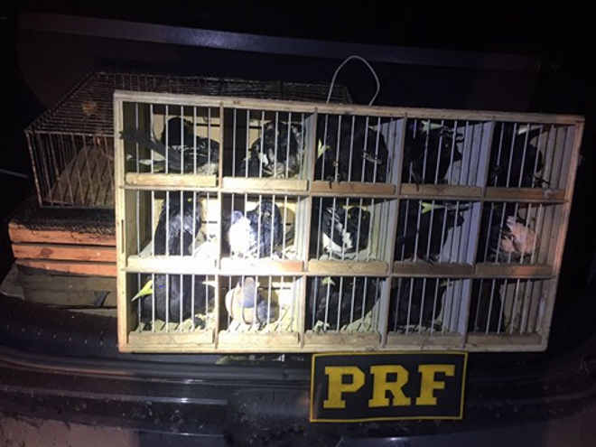 Dois homens são presos por transportar ilegalmente 140 pássaros silvestres na Régis Bittencourt, em SP