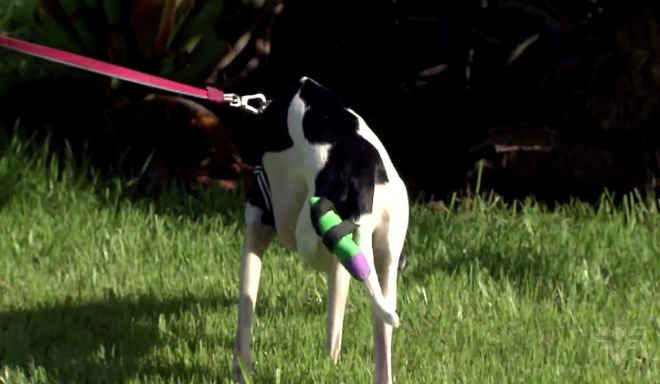 Cachorro que perdeu pata após ataque do pai à ninhada ganha prótese 3D