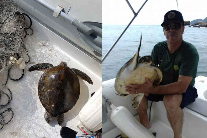 Tartaruga presa a rede é resgatada em santuário ambiental em São Vicente, SP