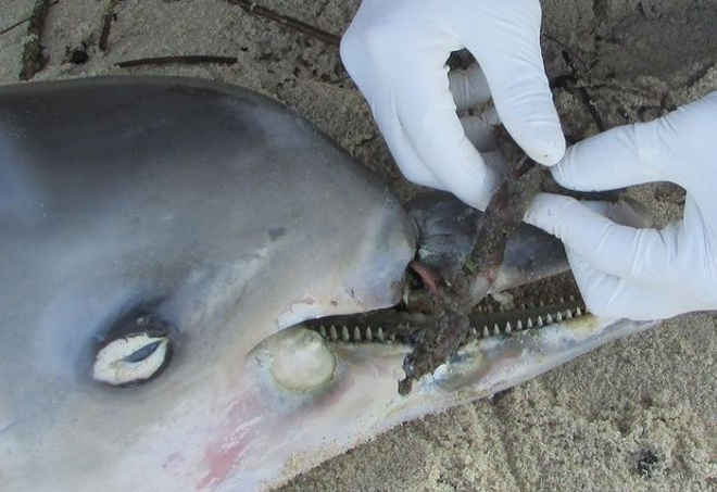 Chinelo é responsável por morte de golfinho em Ubatuba, no Litoral Norte de SP