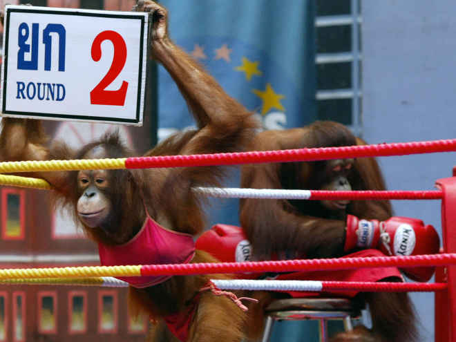 Zoológico força orangotangos a lutar vestindo luvas de boxe e biquínis