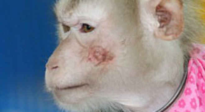 Macacos são vítimas de maus-tratos em circo no Vietnã