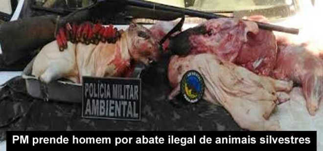 PM prende homem por abate ilegal de animais silvestres na cidade de Plácido de Castro, AC
