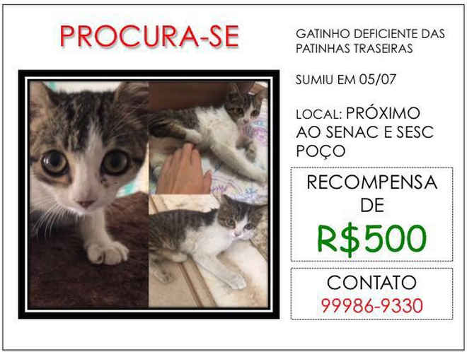 Tutora de gato deficiente levado da porta de casa, em Maceió (AL), faz campanha na web para encontrá-lo