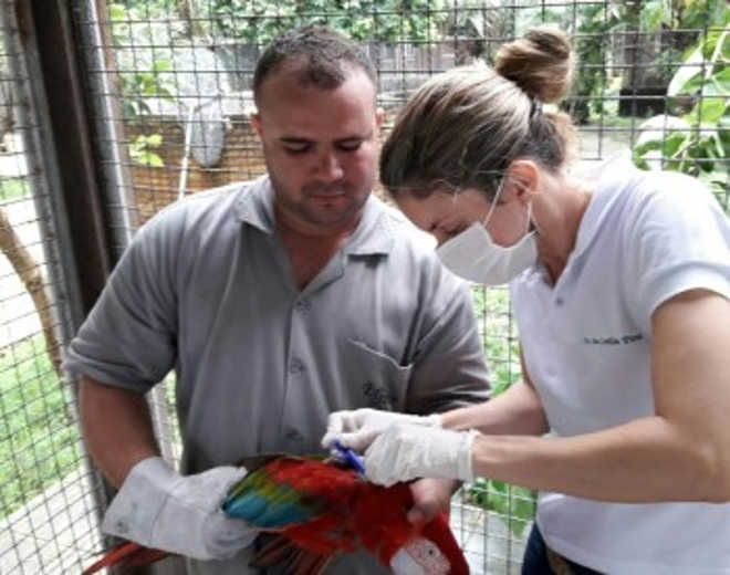 IMA devolve 60 aves para a natureza em ação de repatriação em Alagoas