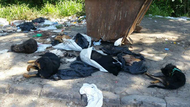 Cães e gatos são jogados congelados e mortos em lixeira da Feira do Coroado, em Manaus, AM