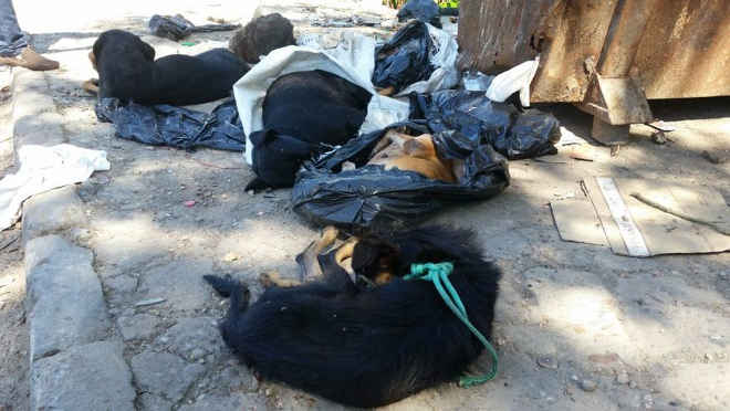 Manaus, AM: Animais encontrados mortos no Coroado não foram envenenados, aponta laudo