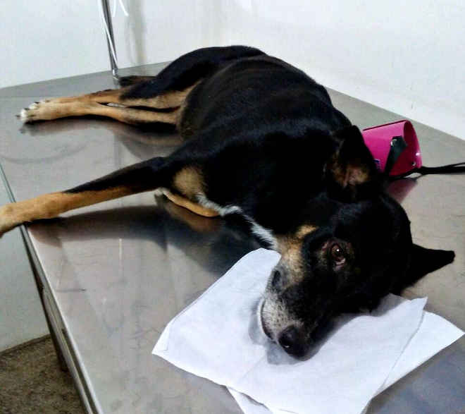 Suspeitos de matar cadela que vivia em universidade no AM assinam TCO por maus-tratos