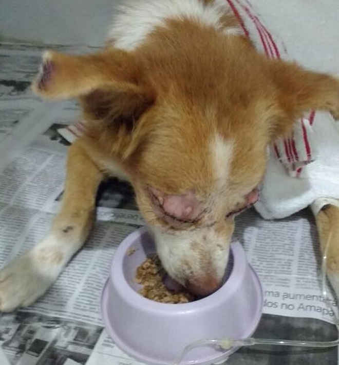 ONG faz campanha para tratamento de cão que ficou cego após ser espancado, no Amapá