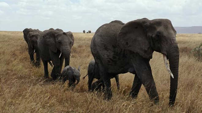 Três em quatro elefantes são maltratados em turismo na Ásia