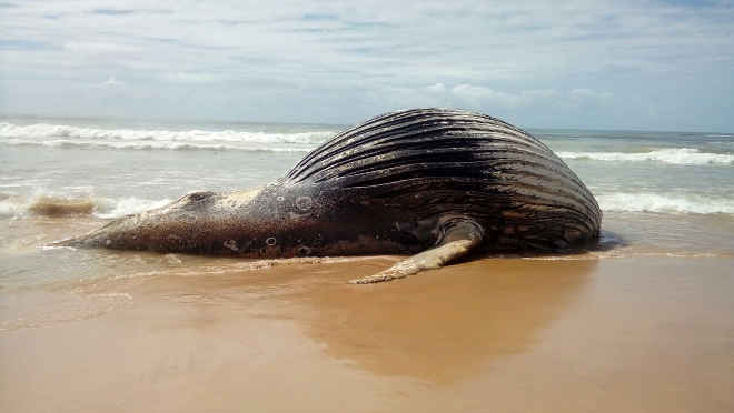 Baleia-jubarte aparece morta na praia de Taipu de Fora, Península de Maraú, na Bahia