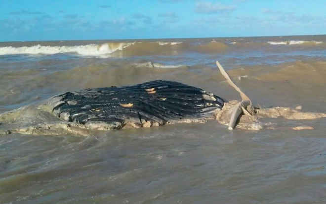 Baleia-jubarte de mais de 12 metros é achada morta em praia no sul da Bahia