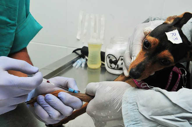 Ibram oferece castração gratuita para grandes plantéis de animais em Brasília, DF