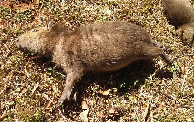 Polícia Militar Ambiental investiga morte de quatro capivaras em área do DF