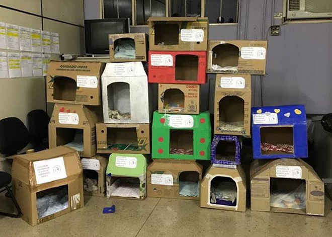 Voluntários fazem ‘casinhas’ de papelão para aquecer animais abandonados no DF