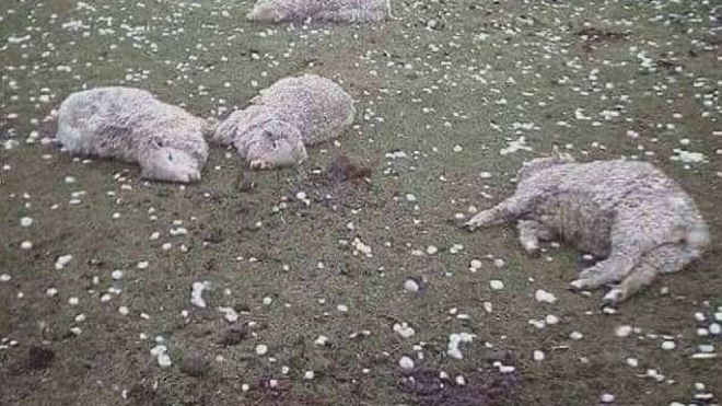 Tempestade de granizo mata animais em Espanha
