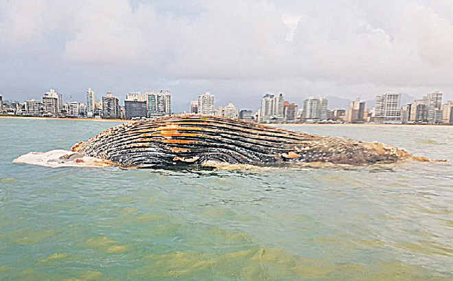 Baleia-jubarte é encontrada morta na Praia do Morro, em Guarapari, ES