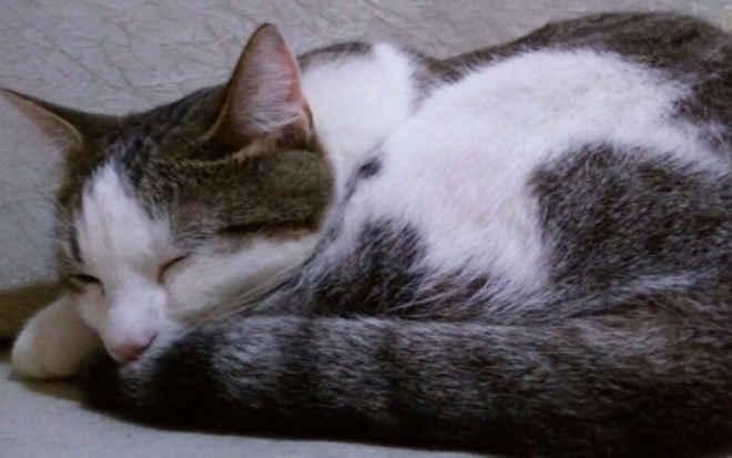 Homem acusado de matar gato a paulada depõe na CPI dos Maus-Tratos, no ES
