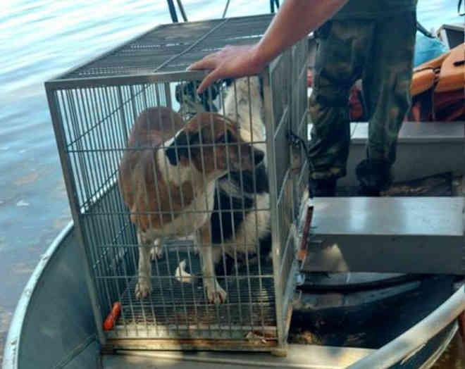 Abrigo faz ‘vaquinha’ para receber animais resgatados de ilha em Vitória, ES