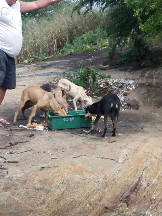 Oito cachorros abandonados sem água e comida são resgatados em ilha de Vitória, ES