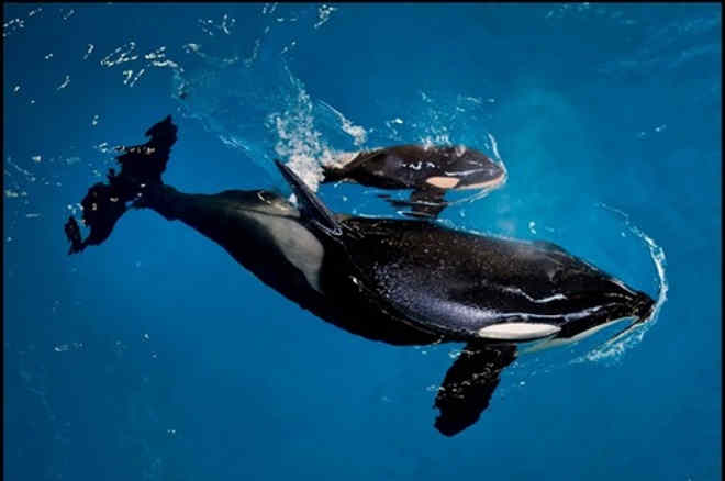 Morte da baleia Kyara chama a atenção para drama dos animais que vivem em cativeiro