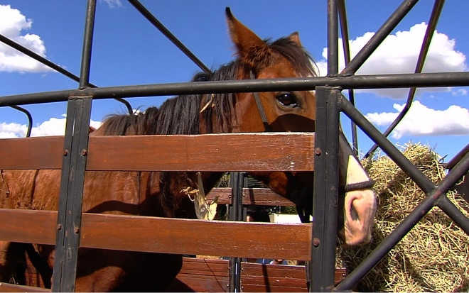 Com dores e sem poder andar, égua abandonada é resgatada e recebe tratamento, em Aparecida de Goiânia, GO