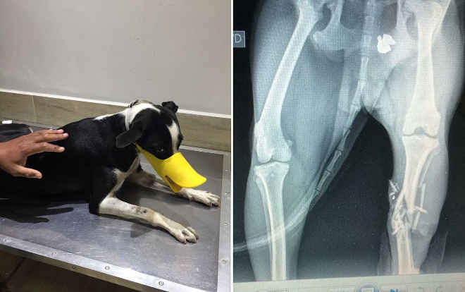 Cadela ferida ao tentar defender o tutor será operada para retirar bala alojada