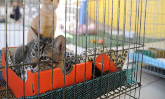 ONG tem 200 animais abandonados à espera de adoção em Belo Horizonte, MG