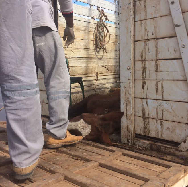 Morre égua resgatada de córrego com anemia extrema, em Montes Claros, MG