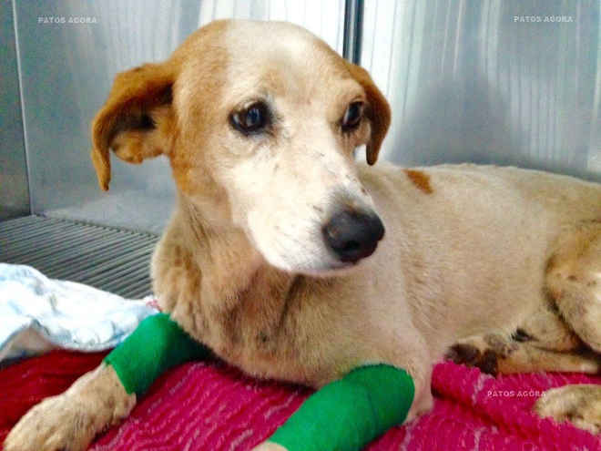Cão alvejado por disparo recebe tratamento em clínica veterinária