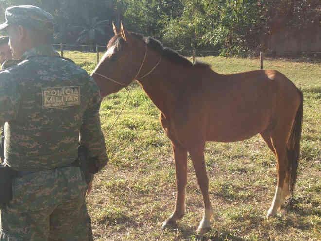 Cavalo em situação de maus-tratos é resgatado em Uberlândia, MG