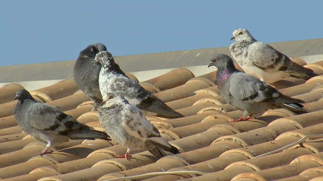Vizinhos reclamam e moradora de Campo Grande (MS) pode ser multada por dar comida a pombos